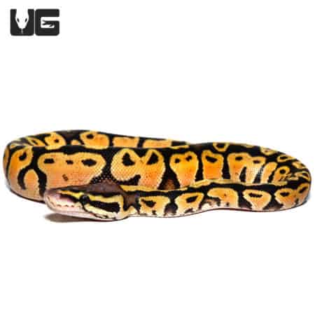 Baby Pastel Vanilla Ball Python