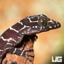 Baby Peter's Slender Toed Gecko (Cyrtodactylus consobrinus) For Sale - Underground Reptiles