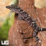 Baby Peter's Slender Toed Gecko (Cyrtodactylus consobrinus) For Sale - Underground Reptiles