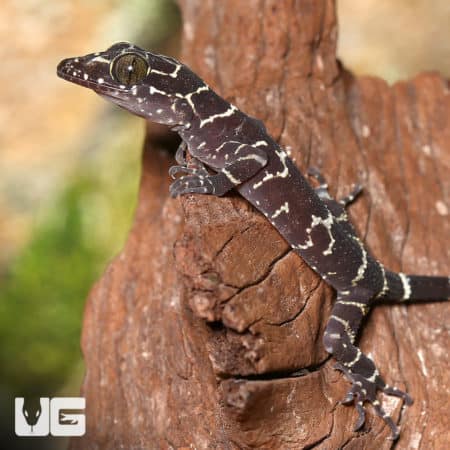 Baby Peter's Slender Toed Gecko (Cyrtodactylus consobrinus) For Sale - Underground Reptiles