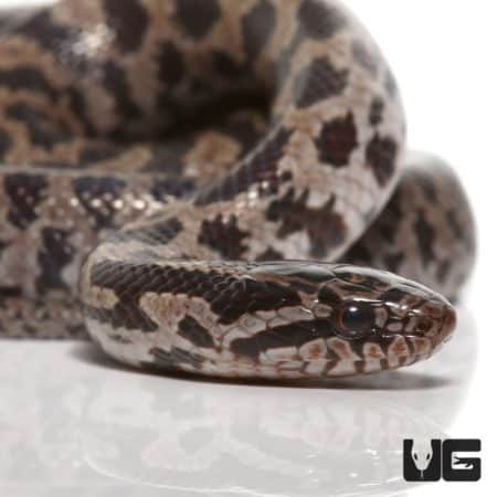 Baby Prairie Kingsnakes (Lampropeltis calligaster) For Sale - Underground Reptiles