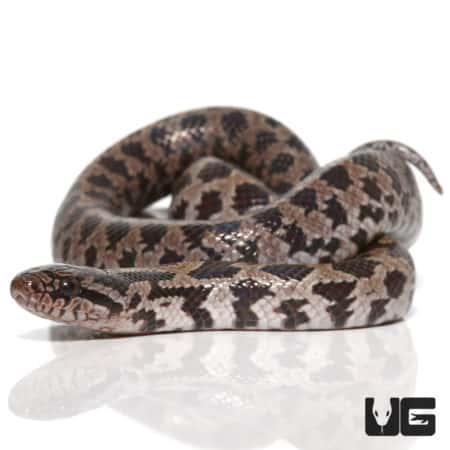 Baby Prairie Kingsnakes (Lampropeltis calligaster) For Sale - Underground Reptiles