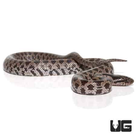 Baby Prairie Kingsnake, small snake with patterned scales on white background.