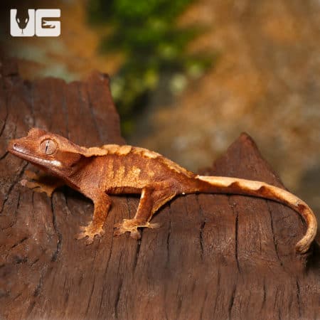 Baby Premium Crested Geckos (Correlophus ciliatus) For Sale - Underground Reptiles