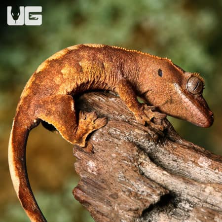 Baby Premium Crested Geckos (Correlophus ciliatus) For Sale - Underground Reptiles