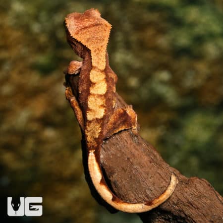 Baby Premium Crested Geckos (Correlophus ciliatus) For Sale - Underground Reptiles