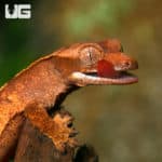 Baby Premium Crested Geckos (Correlophus ciliatus) For Sale - Underground Reptiles