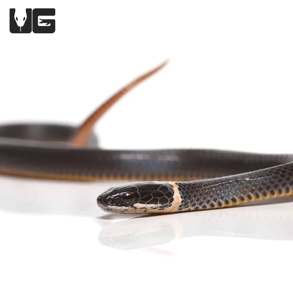 C.B. Baby Ringneck Snakes (Diadophis punctatus) For Sale Underground