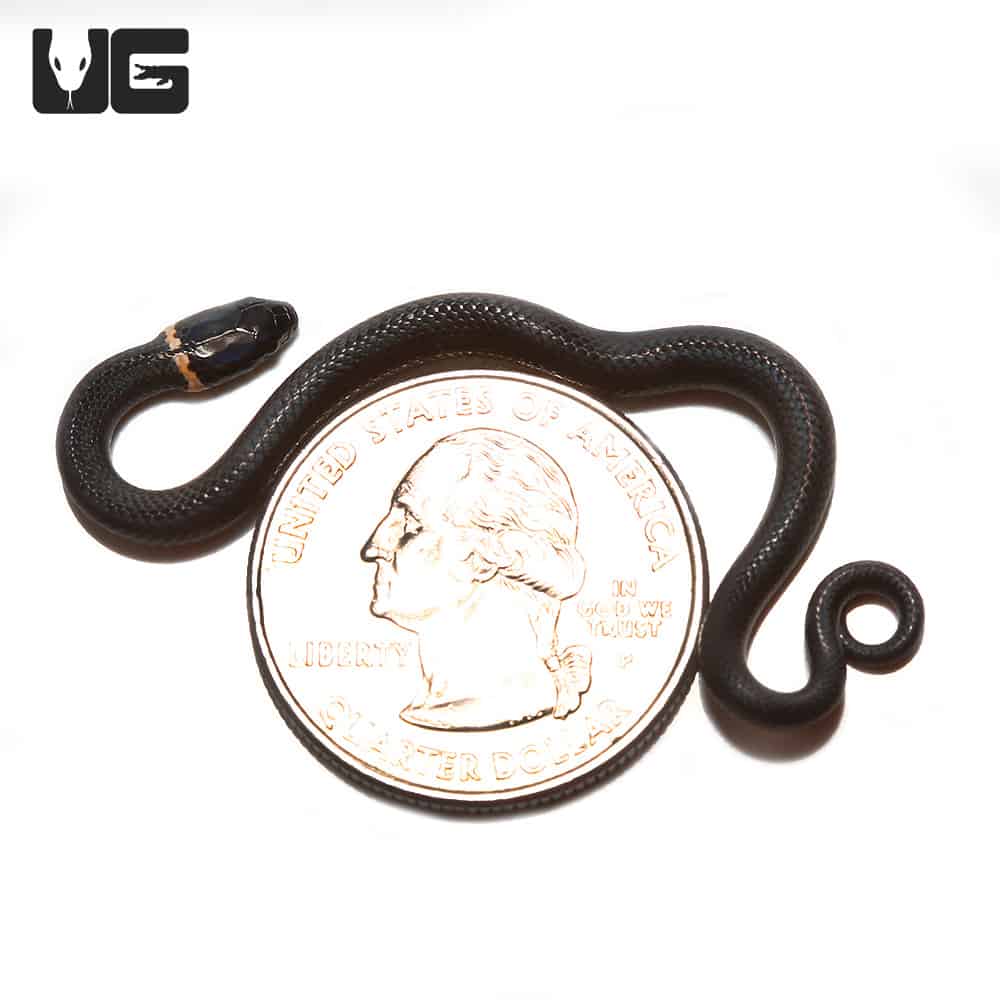 C.B. Baby Ringneck Snakes (Diadophis punctatus) For Sale Underground