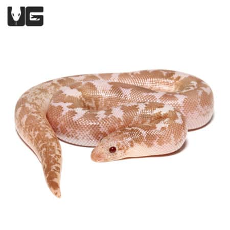 Baby Snow Low Splash Kenyan Sand Boa