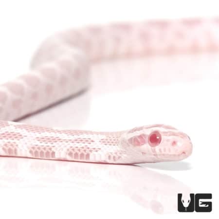 Baby Snow Motley Cornsnake in pink and white coloration, showcasing vibrant patterns.