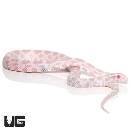 Baby Snow Motley Cornsnake in a coiled position on a white background.
