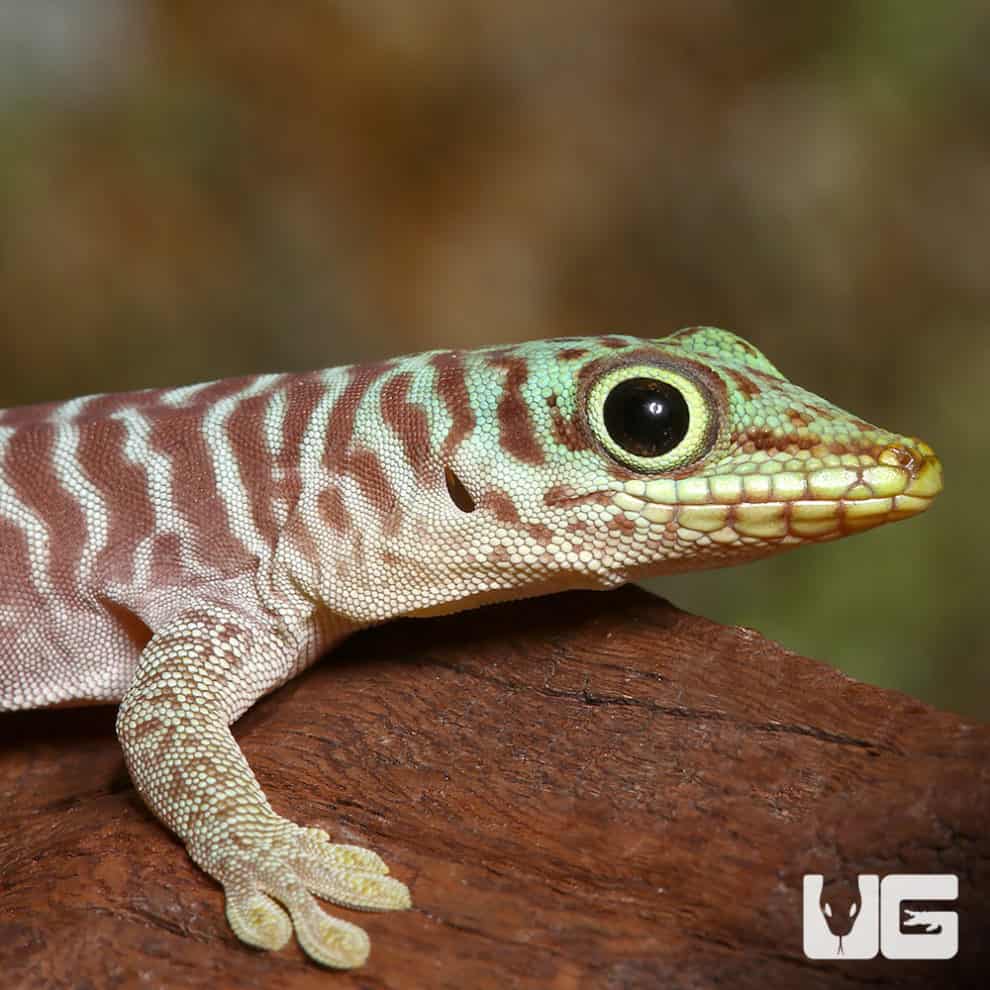 Baby Crimson Giant Day Gecko For Sale Underground Reptiles