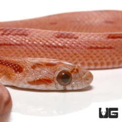 Baby Striped Blood Red Motley Cornsnake (Pantherophis guttatus) For Sale - Underground Reptiles