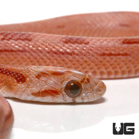 Baby Striped Blood Red Motley Cornsnake (Pantherophis guttatus) For Sale - Underground Reptiles