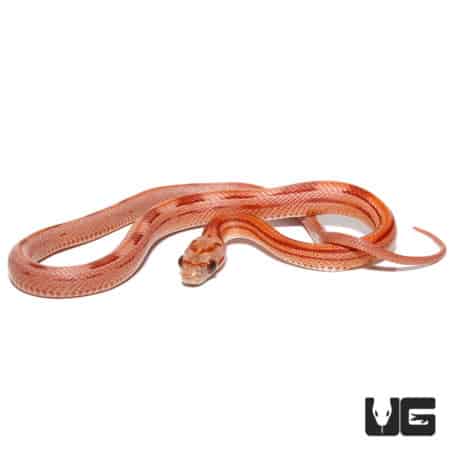 Baby Striped Blood Red Motley Cornsnake (Pantherophis guttatus) For Sale - Underground Reptiles
