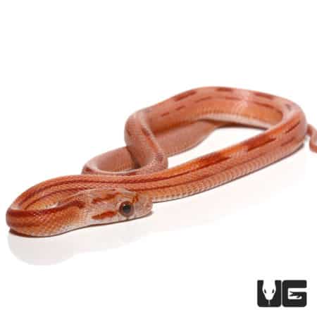 Baby Striped Blood Red Motley Cornsnake (Pantherophis guttatus) For Sale - Underground Reptiles