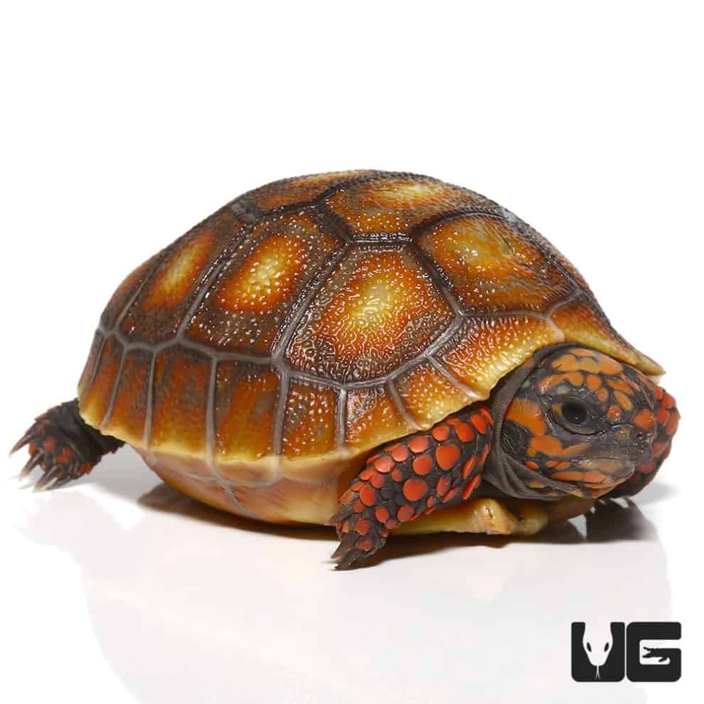 Baby Redfoot Tortoises For Sale - Underground Reptiles