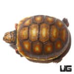 Baby Sunburst Redfoot Tortoise (Chelonoidis carbonaria) For Sale - Underground Reptiles