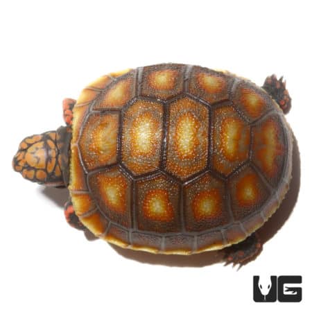 Baby Sunburst Redfoot Tortoise (Chelonoidis carbonaria) For Sale - Underground Reptiles