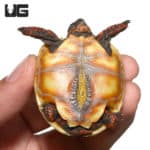 Baby Sunburst Redfoot Tortoise (Chelonoidis carbonaria) For Sale - Underground Reptiles