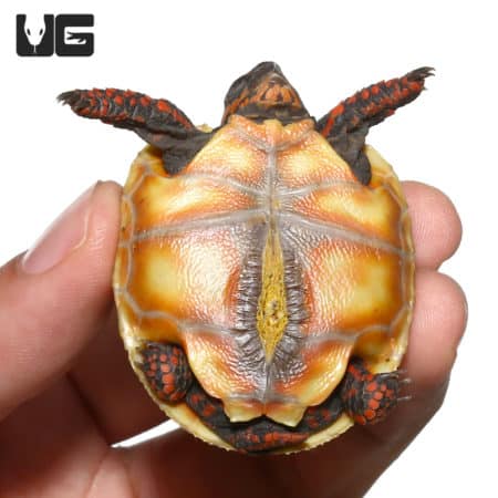 Baby Sunburst Redfoot Tortoise (Chelonoidis carbonaria) For Sale - Underground Reptiles