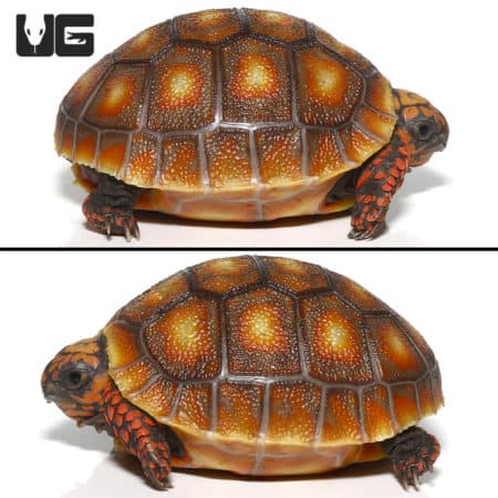 Baby Sunburst Redfoot Tortoise (Chelonoidis carbonaria) For Sale - Underground Reptiles