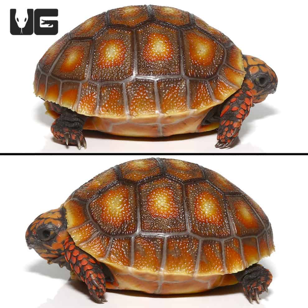 Baby Redfoot Tortoises For Sale - Underground Reptiles