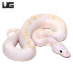 Super Fire (Python regius) For Sale - Underground Reptiles