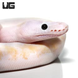 Super Fire (Python regius) For Sale - Underground Reptiles