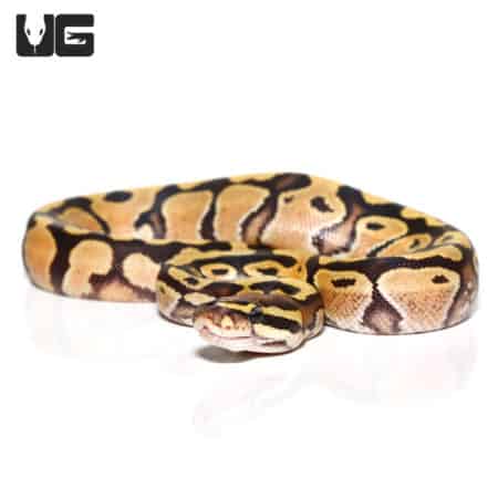 Baby Vanilla Enchi Ball Python (Python regius) For Sale - Underground Reptiles