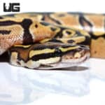 Baby Vanilla Enchi Ball Python (Python regius) For Sale - Underground Reptiles