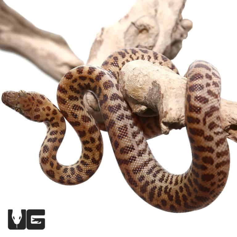 Baby Coastal Carpet Python - Underground Reptiles