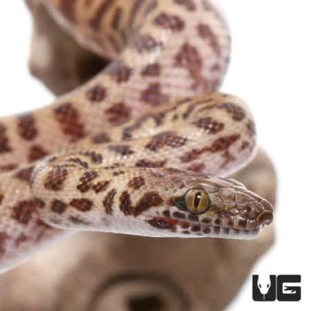 Baby VPI Children's Python (Antaresia childreni) For Sale - Underground Reptiles