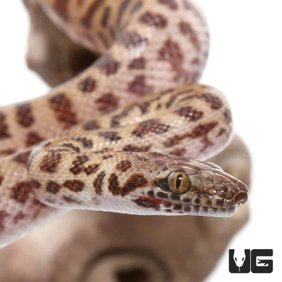 Baby Coastal Carpet Python - Underground Reptiles