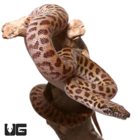 Baby VPI Children's Python (Antaresia childreni) For Sale - Underground Reptiles