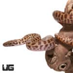 Baby VPI Children's Python (Antaresia childreni) For Sale - Underground Reptiles