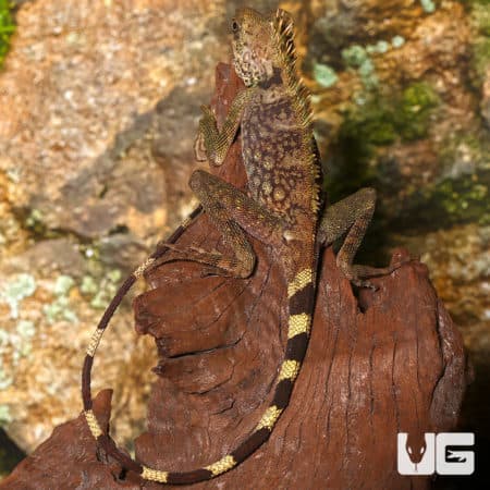 Adult Bell's Anglehead Lizard (Gonocephalus Bellii) For Sale - Underground Reptiles