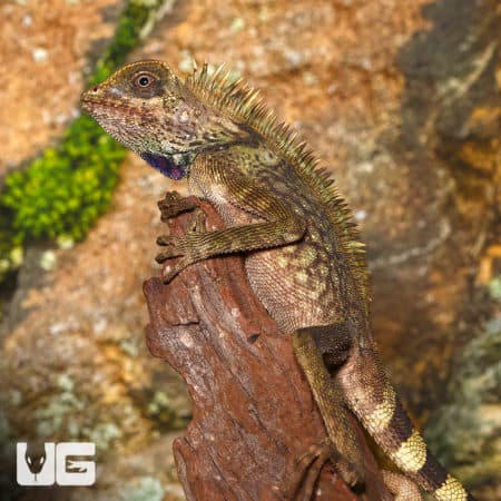 Adult Bell's Anglehead Lizard (Gonocephalus Bellii) For Sale - Underground Reptiles