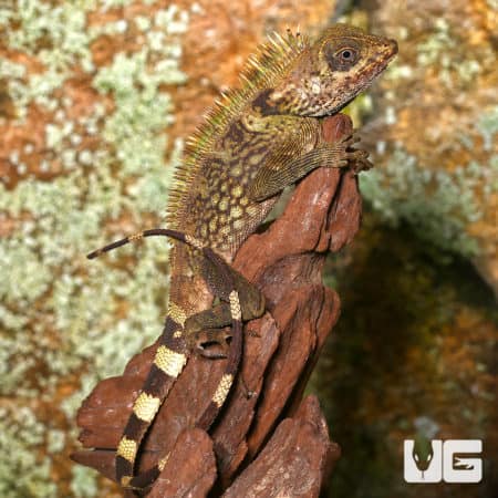 Adult Bell's Anglehead Lizard (Gonocephalus Bellii) For Sale - Underground Reptiles
