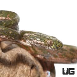Bengkulu cat snake #1 (Boiga bengkuluensis) For Sale - Underground Reptiles