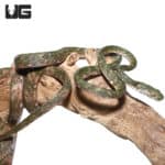 Bengkulu cat snake #1 (Boiga bengkuluensis) For Sale - Underground Reptiles