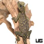 Bintang Horned Tree Dragon (Acanthosaura capra) For Sale - Underground Reptiles
