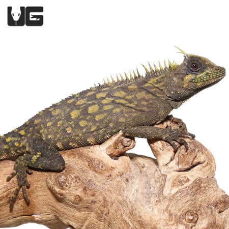 Bintang Horned Tree Dragon, exotic reptile from Underground Reptiles.