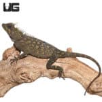 Bintang Horned Tree Dragon (Acanthosaura capra) For Sale - Underground Reptiles