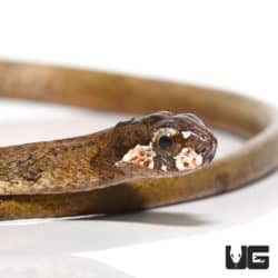Blunt-headed Slug Snake (Aplopeltura boa) For Sale - Underground Reptiles