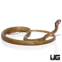 Blunt-headed Slug Snake (Aplopeltura boa) For Sale - Underground Reptiles