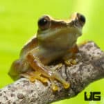Bolifamba Reed Frog (Hyperolius bolifambae) For Sale - Underground Reptiles
