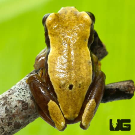 Bolifamba Reed Frog (Hyperolius bolifambae) For Sale - Underground Reptiles