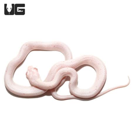 Baby Bug Eye Palmetto Cornsnake (Pantherophis guttatus) For Snakes - Underground Reptiles